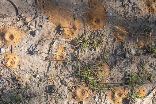 Holes in the dry ground leading to wild bee hives