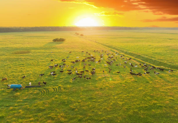 istock Cow on sunset. Cows graze on field with green grass at farm. 1407831662