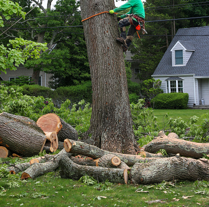 Man climbing down a tree trunk after cutting down large branches in thr process of reoving the tree.