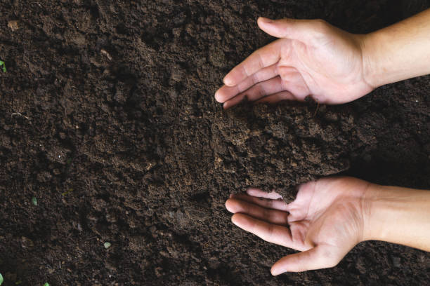 istock Top view a woman's hand embraces black soil with rich minerals and elements nutrients suitable cultivating successful agriculture 1407833111