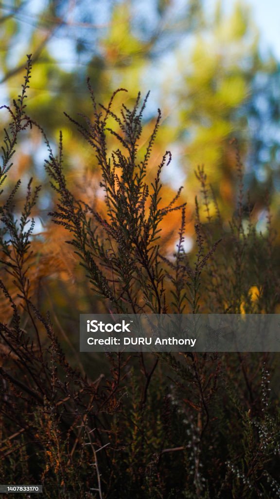 Bosque De Las Landas De Gascuña Foto de stock y más banco de imágenes