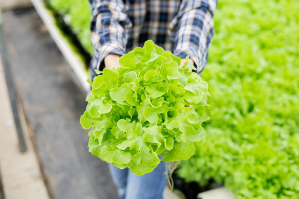 istock Woman holding organic vegetable. 1407833249