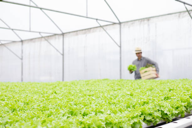 Focus on vegetables in front with backdrop farmers are collecting organic vegetables in baskets in hydroponic vegetable farm.