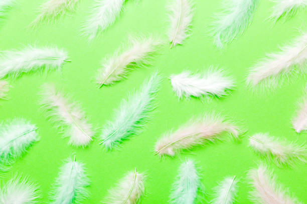 istock Close up to bright colorful feathers background. Colored feather background, top view 1407834281