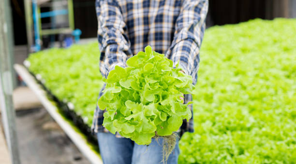 istock Woman holding organic vegetable. 1407835416