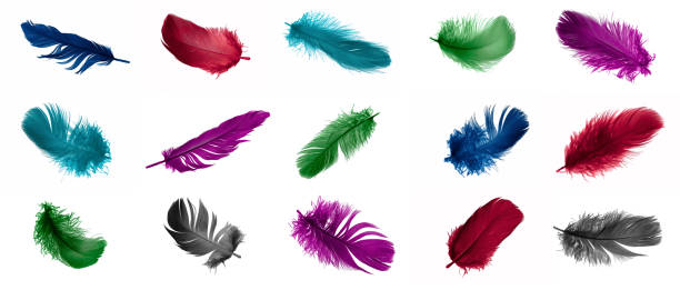 istock colorful feathers of a goose on a white isolated background 1407835530
