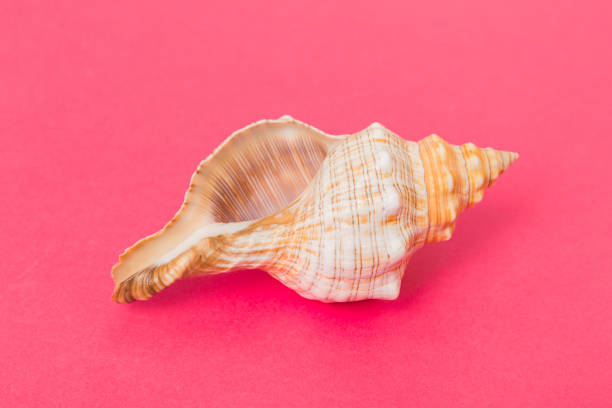 Beach seashells on colored background. Mock up with copy space.