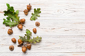 istock Branch with green oak tree leaves and acorns on colored background, close up top view 1407835608
