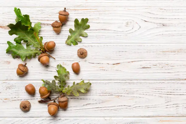 Branch with green oak tree leaves and acorns on colored background, close up top view.