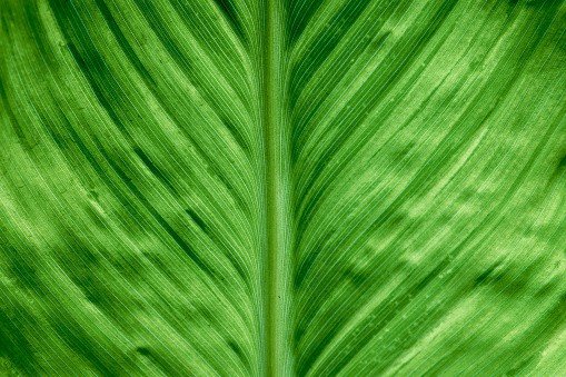 Green banana leaf macro