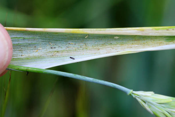 istock Thrips damaged barley plants. Flag leaf chlorotically discolored. Insects feed on the inner side of the leaf, near the ear. 1407835979