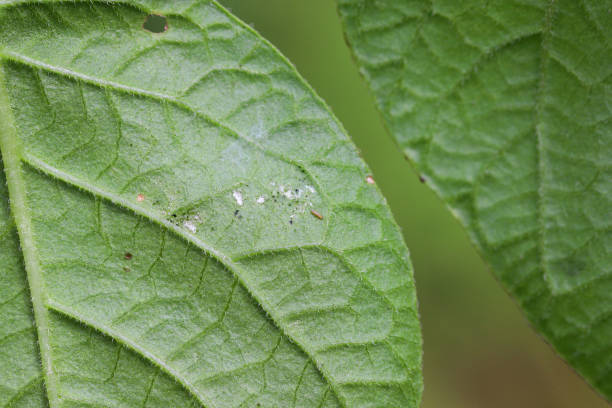 istock Thrips damaged barley plants. Flag leaf chlorotically discolored. Insects feed on the inner side of the leaf, near the ear. 1407835984