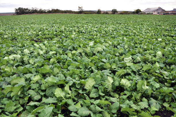 istock In the autumn field grows winter rape 1407835995
