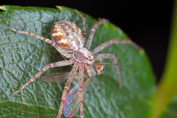 a spider with its hunted prey - a fly. - getingspindel bildbanksfoton och bilder