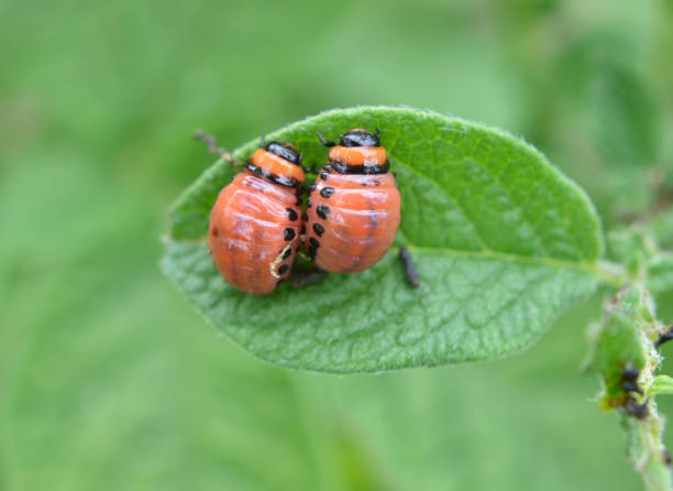 istock On potatoes - Colorado potato beetle larvae 1407836909