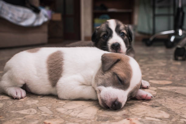 A sleepy 3 week old puppy lying on the floor accompanied by his littermate.