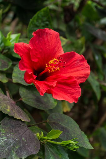 Large red hibiscus flower on a bush close up