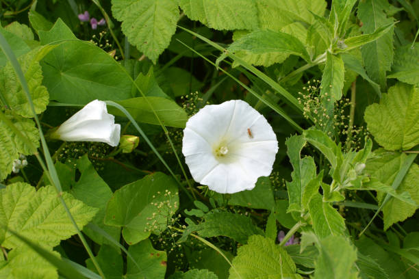 istock Calystegia sepium grows in the wild 1407837290