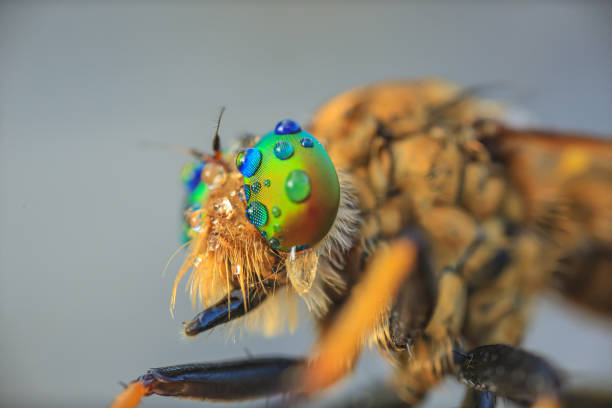 istock Beautiful robberfly eyes with dewdrop after rain. 1407839223