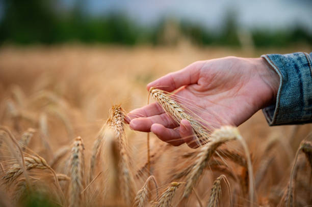 ripening golder ear of wheat gently resting in a female hand - wheat freedom abundance human hand imagens e fotografias de stock