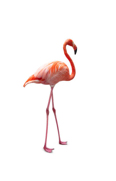 istock Pink flamingo isolated on white. 1407840662