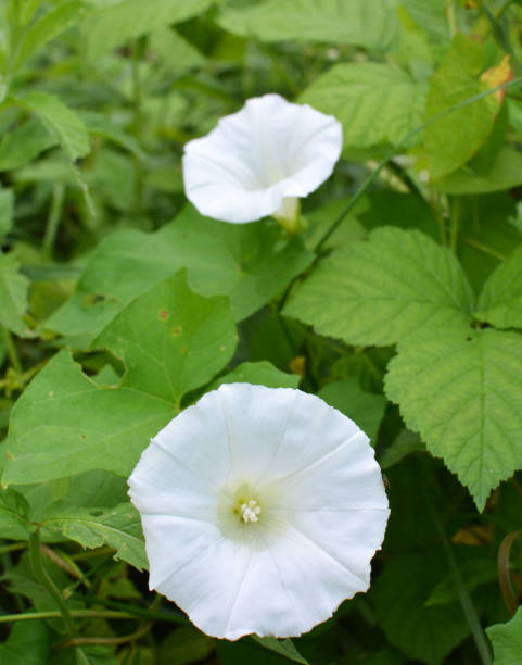 istock Calystegia sepium grows in the wild 1407841358