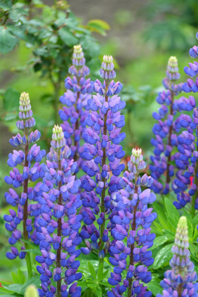istock Lupine blooms in the spring garden 1407841359
