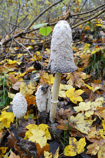 Autumn foraging finds Poison Puffball amongst leaf litter