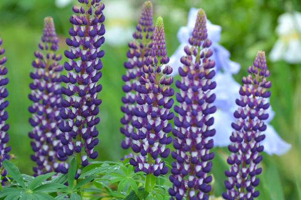 istock Lupine blooms in the spring garden 1407841517