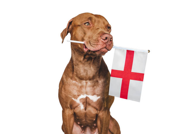 liebenswerter, hübscher hund und flagge von england - 11320 stock-fotos und bilder