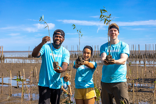 Team of young and diversity volunteer worker group enjoy charitable social work outdoor in mangrove planting NGO work for fighting climate change and global warming in the coastline habitat project