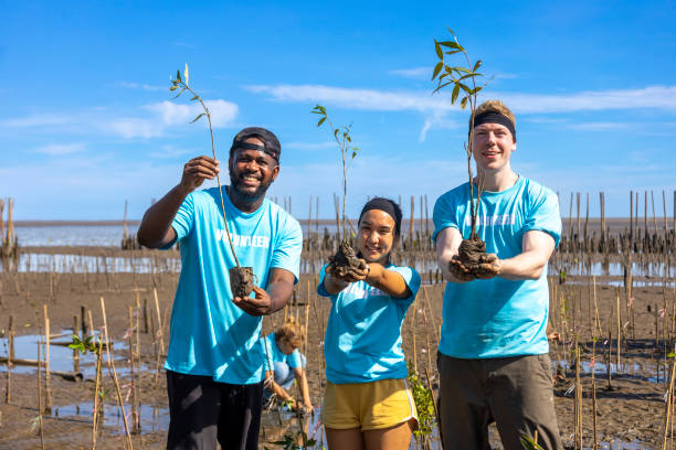 Team of young and diversity volunteer worker group enjoy charitable social work outdoor in mangrove planting NGO work for fighting climate change and global warming in coastline habitat project Team of young and diversity volunteer worker group enjoy charitable social work outdoor in mangrove planting NGO work for fighting climate change and global warming in the coastline habitat project reforestation stock pictures, royalty-free photos & images