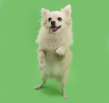 Portrait cute pomeranian dog standing on two legs. Isolated on green pastel background