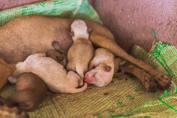 A litter of healthy one day old chihuahua-mix puppies suckling on their mother's teats. Lying on a plastic mat under a cabinet.