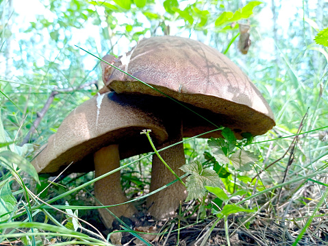 Beautiful closeup of forest mushrooms. Gathering mushrooms. Mushrooms photo, forest photo, forest background