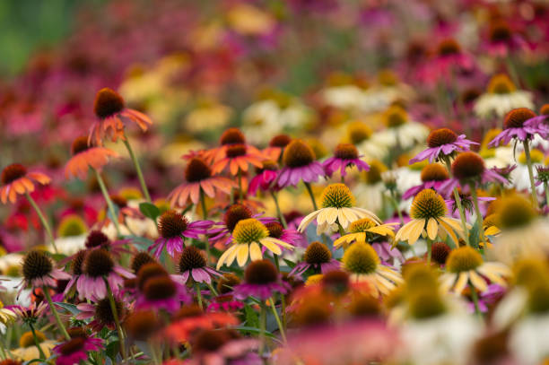 farbige gänseblümchen-nahaufnahme - wildflower spring close up daisy stock-fotos und bilder