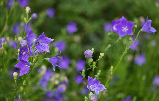 Peach bellflower