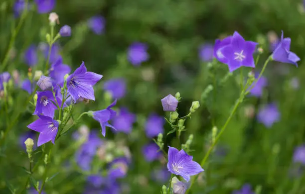 Blossoming bellflower sway with the wind