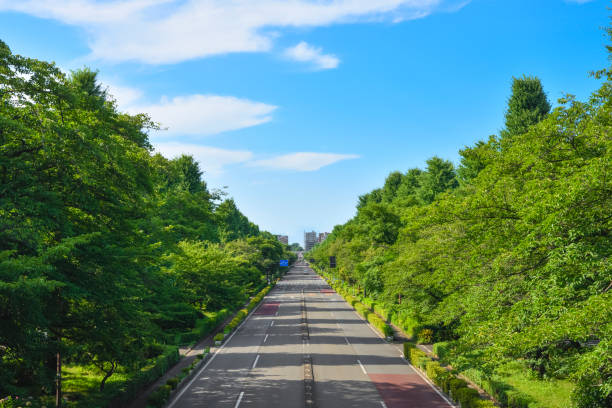 Trees and roads. Cherry blossoms and ginkgo trees. Kunitachi, Tokyo, Japan.