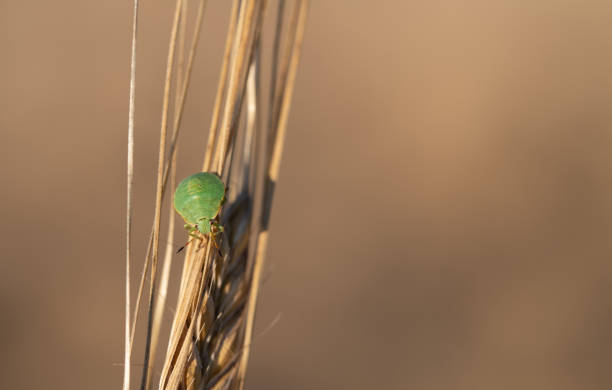 A small green leaf bug climbs over a ripe ear of grain against a brown background