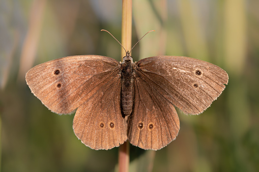 Close-up of a butterfly with wings wide open. The brown forest bird (Aphantopus hyperantus) hides well camouflaged between grasses.