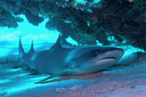 weißspitzen-riffhai (triaenodon obesus), der unter dem korallenriff ruht. - whitetip reef shark stock-fotos und bilder
