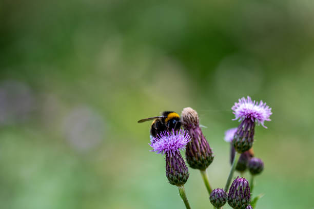 istock a bumblebee on a purple flower 1407853826