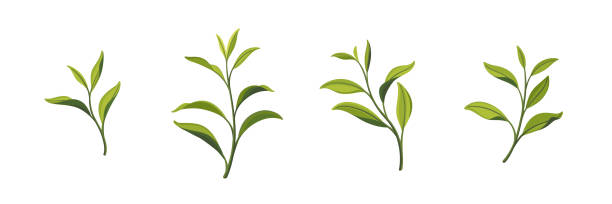 illustrazioni stock, clip art, cartoni animati e icone di tendenza di plant - green tea illustrations