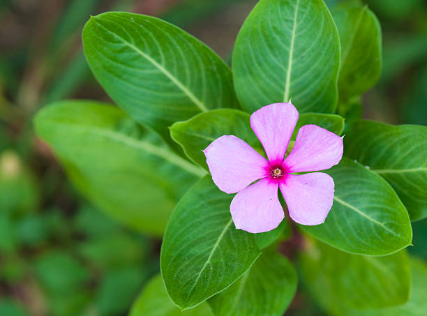 istock purple periwinkle flowers 140785460
