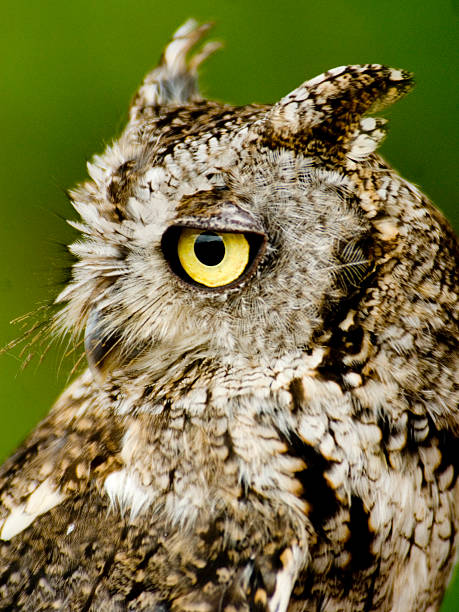 istock Close up of an owl 140785517