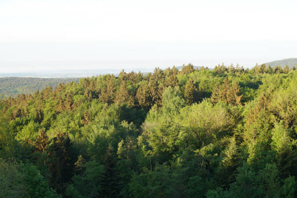istock Forest in the German Bavaria 1407855722