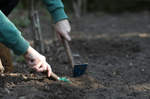 Hand of young woman is digging in the patch during springtime in the garden.