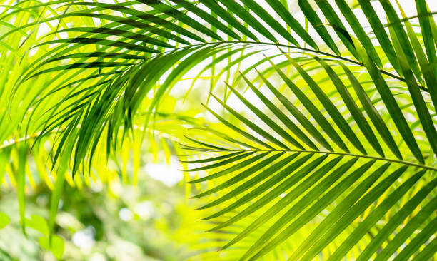 istock blurred palm leaf background with close-up of a palm frond arch in sunlight, tropical vegetation background concept with fresh colors in yellow and green 1407856992