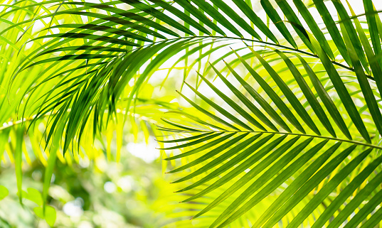 blurred palm leaf background with close-up of a palm frond arch in sunlight, tropical vegetation background concept with fresh colors in yellow and green and copy space